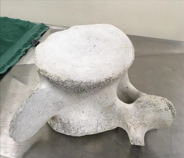 Cleaned a vertebrae that was covered with mold.